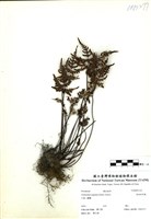 藏品(長柄粉背蕨)的圖片